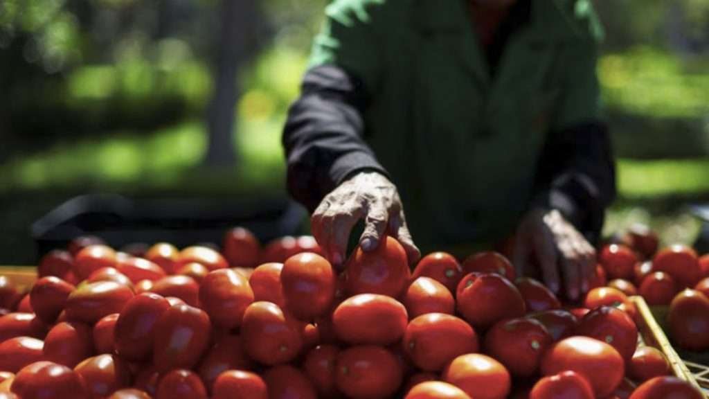Trump impone nuevos aranceles al tomate mexicano