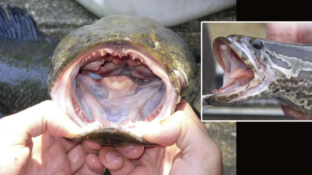 USA lanza alerta por peces invasores que caminan en tierra y respiran aire