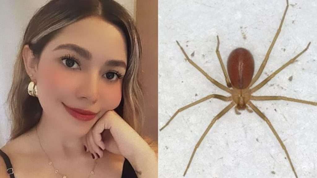 Muere joven en Sonora tras picadura de araña violinista