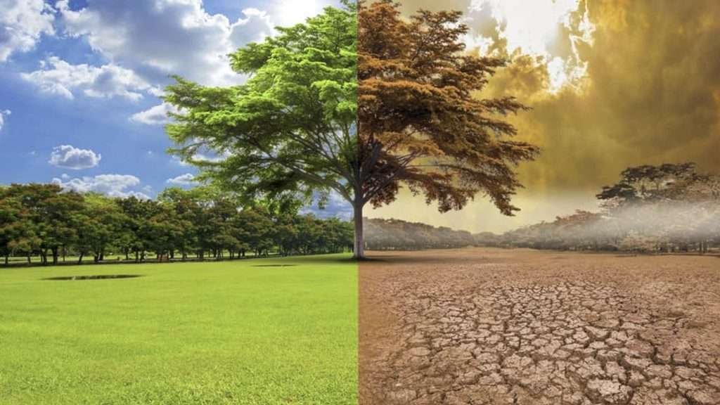 Olas de calor y sequías amenazan sumideros de carbono y aceleran el cambio climático