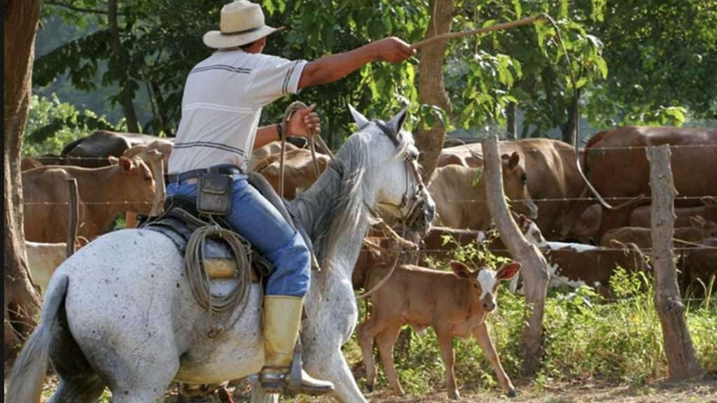 Ganaderos de México exigen al gobierno medidas inmediatas para controlar el gusano barrenador, plaga que amenaza la ganadería nacional