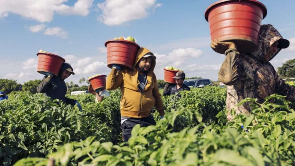 Trump admite que redadas contra migrantes han afectado a agricultores de EU