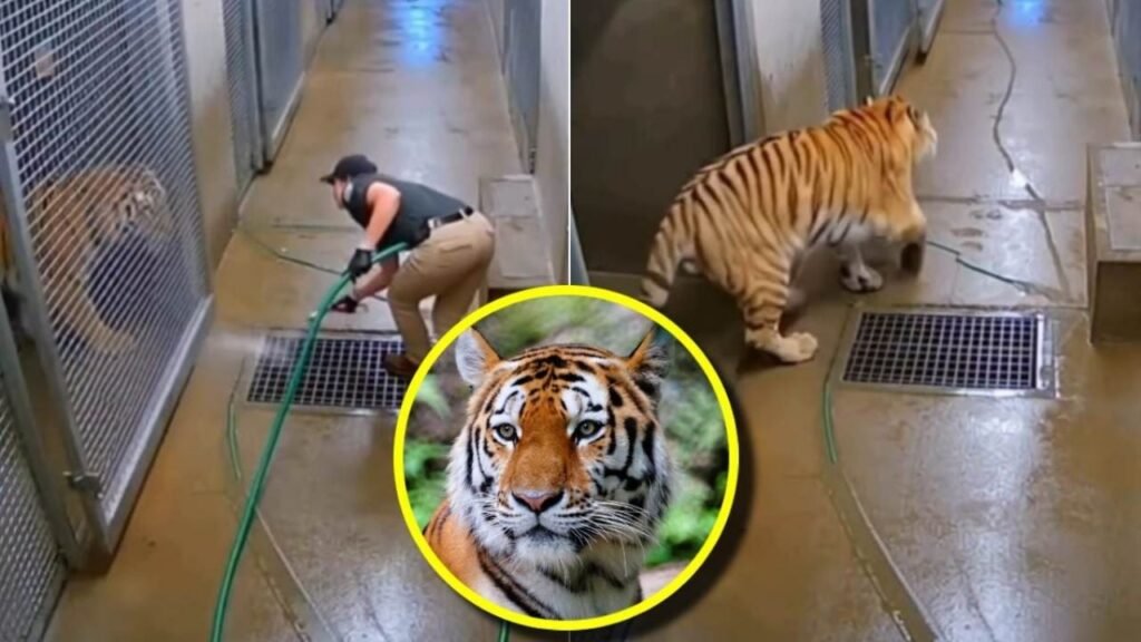 video viral tigre cuidadora