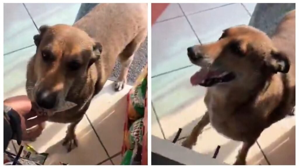 Perro compra comida viral