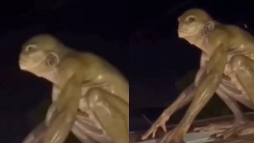 Supuesto alien reptiliano Monterrey