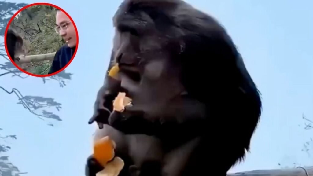 Turista empuja macaco Tíbet