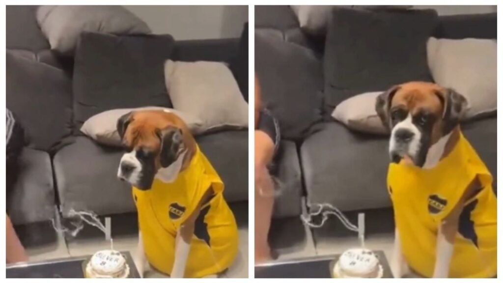 perro bóxer cumpleaños viral