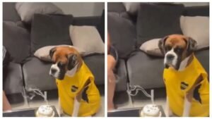 perro bóxer cumpleaños viral