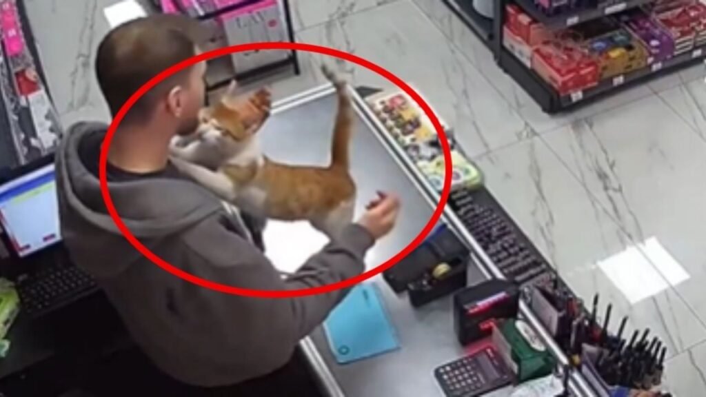 Gatita rescate Turquía
