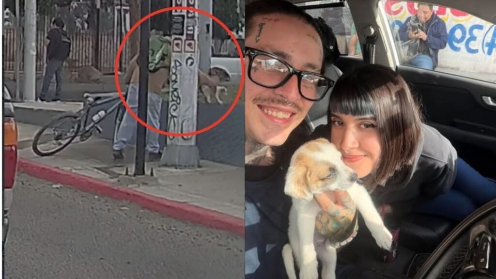 abandono perrita Tijuana