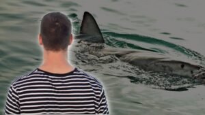 ataque de tiburón Australia