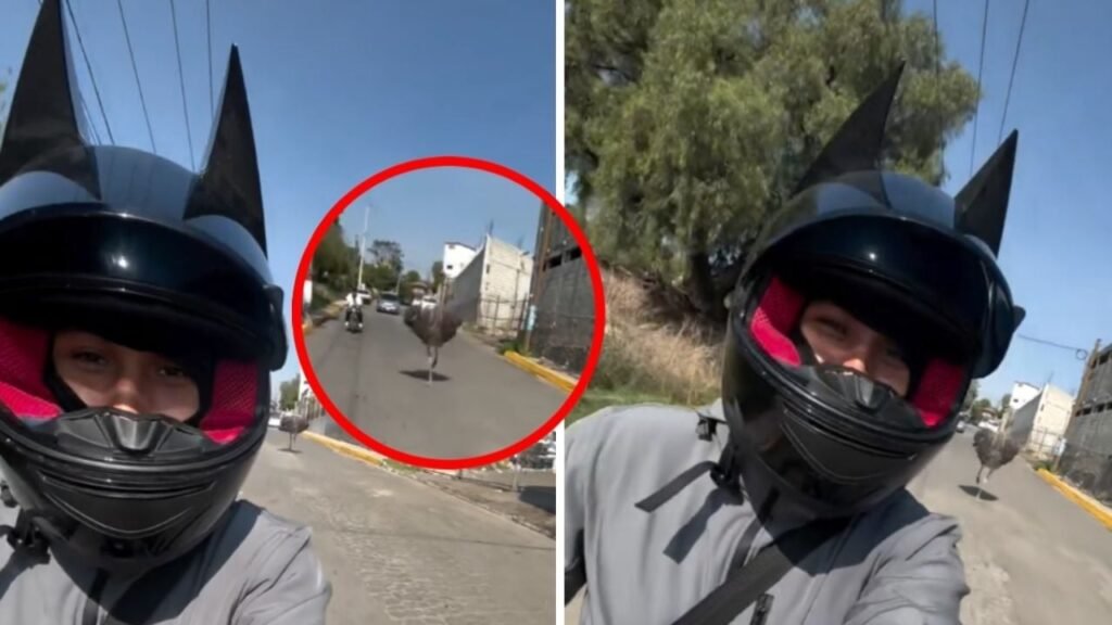 avestruz motociclista edomex