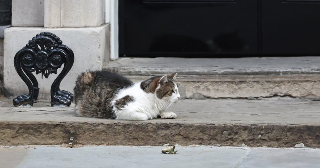 Larry el gato oficial