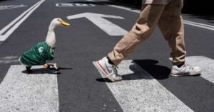 Merlín pato Selección Mexicana