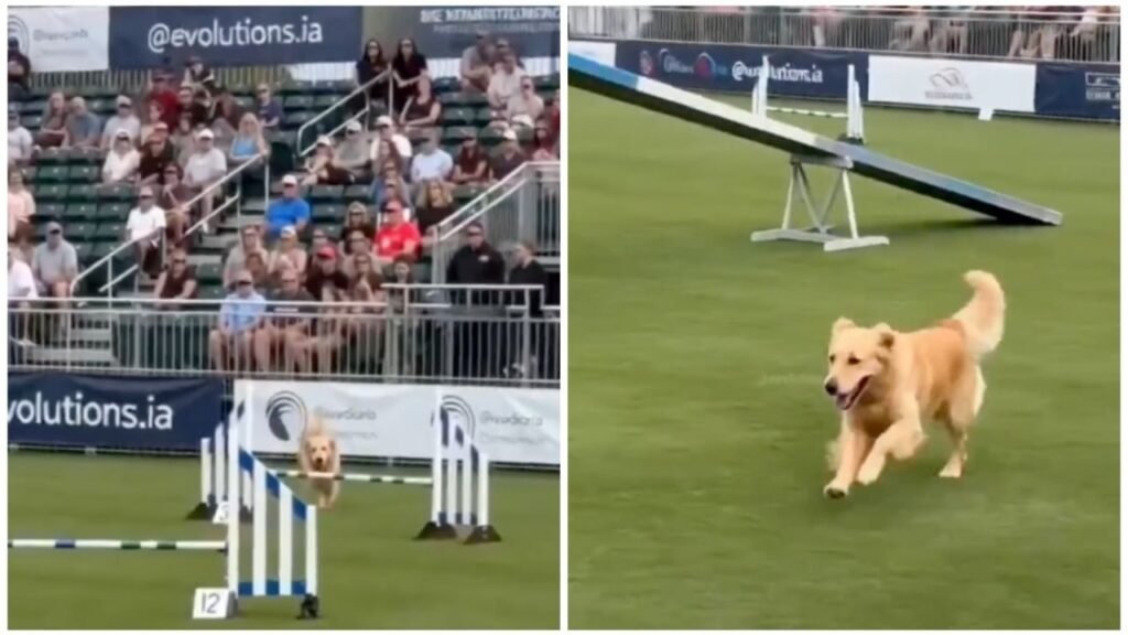 Perro viral carrera obstáculos