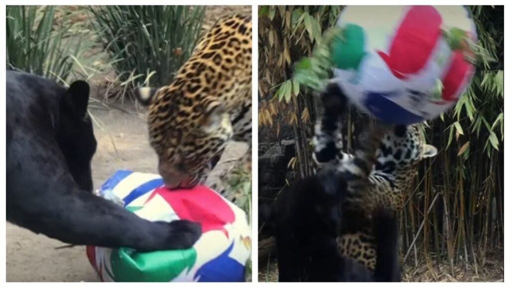 jaguares jugando fútbol
