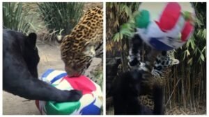 jaguares jugando fútbol