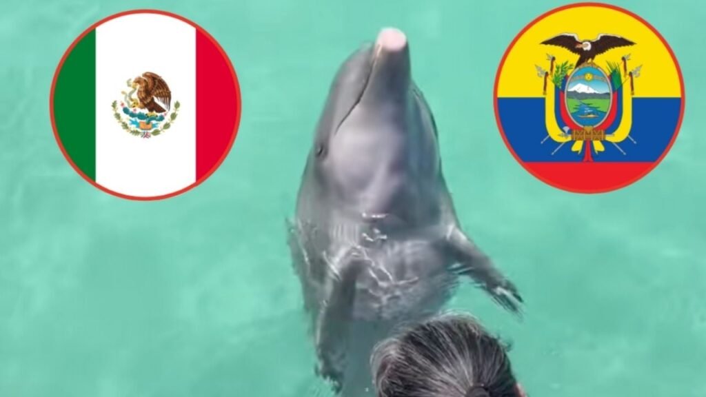 Delfín Hidalgo predicción México Ecuador
