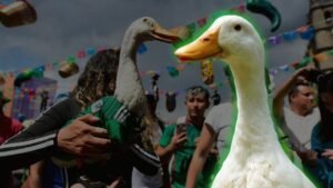 Pato Merlín valor