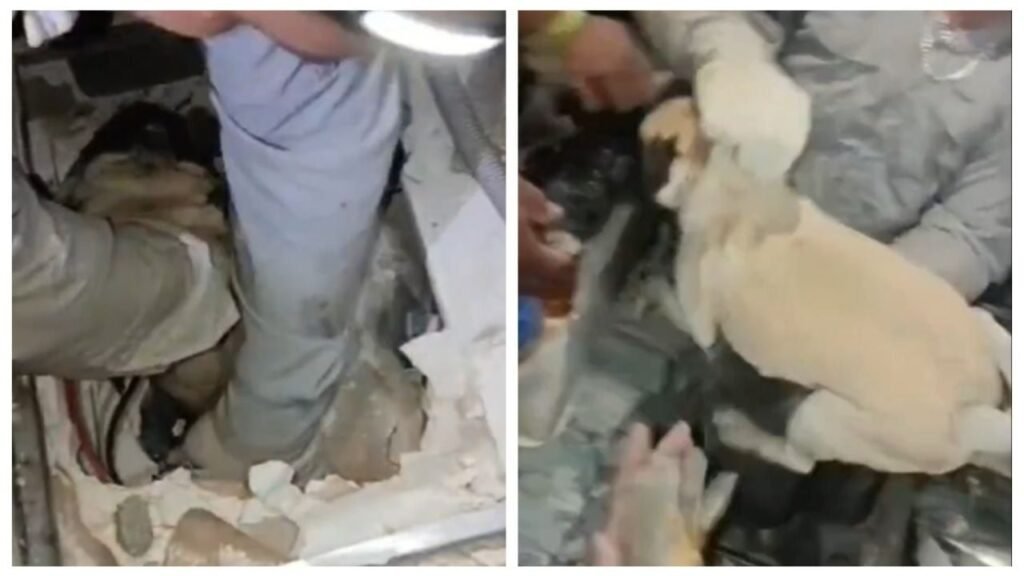 Rescate Alana pug Venezuela