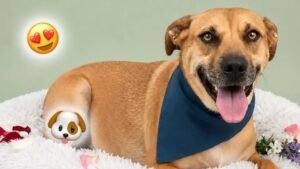 Taquito adopción
