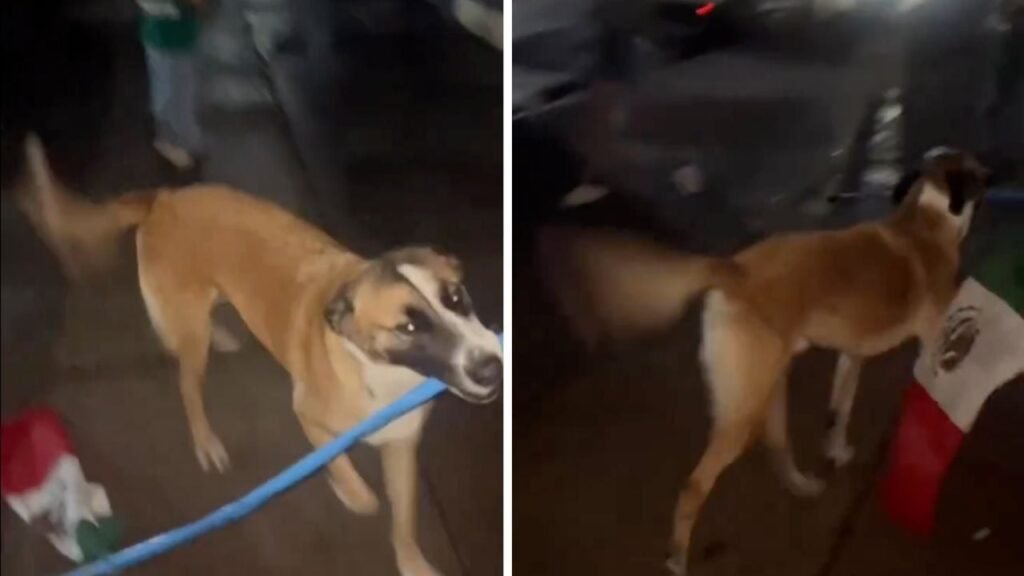 perrito bandera México