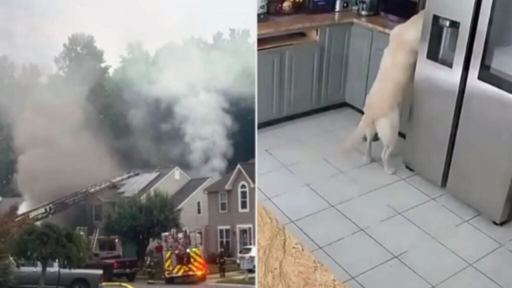 Perrito incendio tostadora