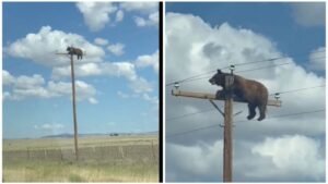 oso en poste de luz Nuevo México