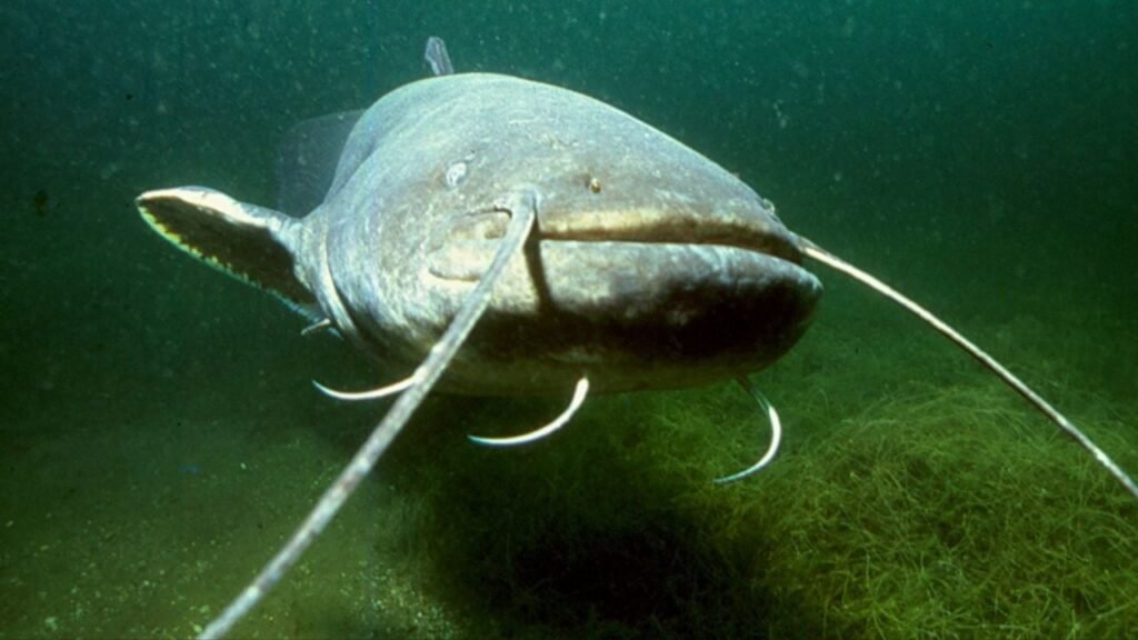 Siluro especie invasora