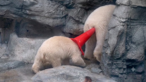 cachorro oso polar viral