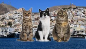 Voluntariado gatos Grecia