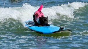 campeonato de surf canino California