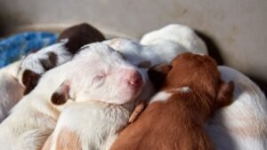 Ley bienestar animal España