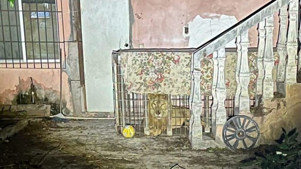 rescate león Tamaulipas