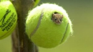 Wimbledon pelotas tenis conservación