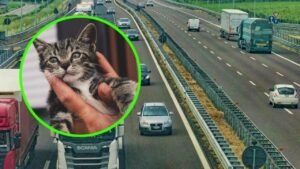 Rescate gatito autopista Long Island