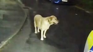 perro labrador policía