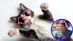 gato viral farmear aura