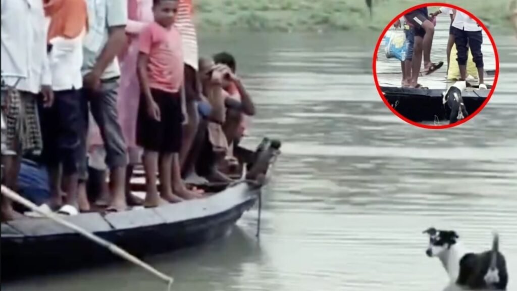 Maltrato animal en inundación