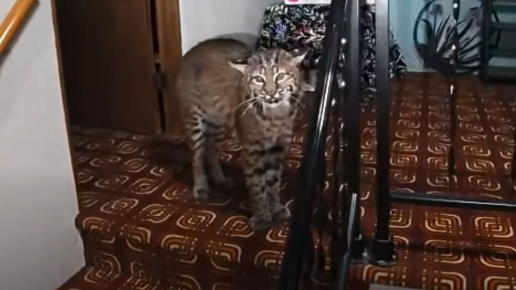 lince en casa Washington