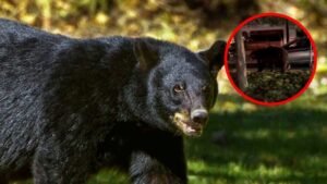 oso negro Monterrey