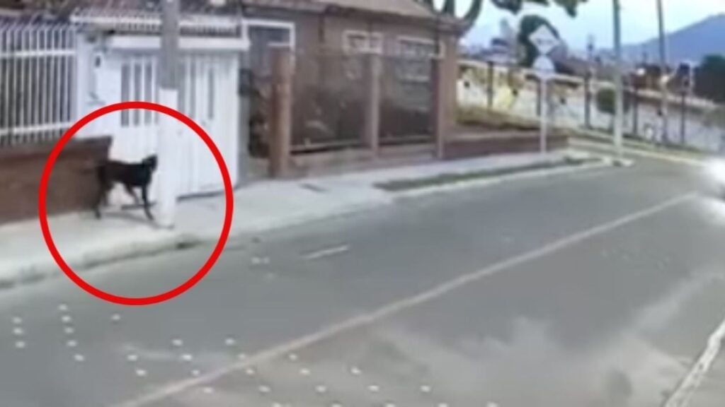 Perrito defiende dueño asalto