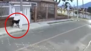 Perrito defiende dueño asalto