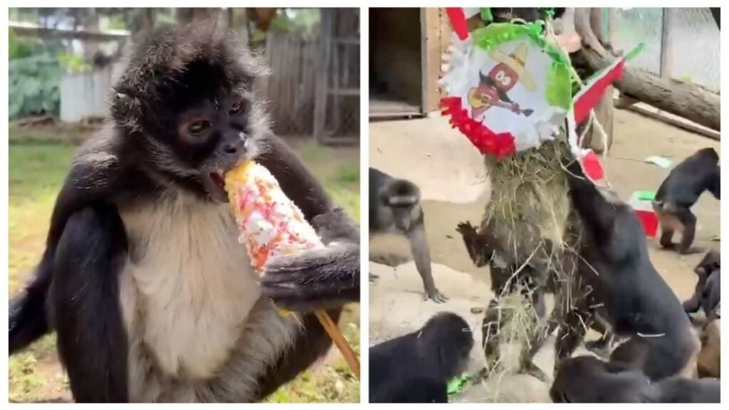 Animales Morelia fiestas patrias