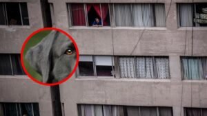 Caída perrito Tlatelolco