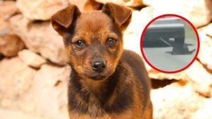 Perrito arrastrado Zempoala
