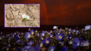 desierto de atacama florece