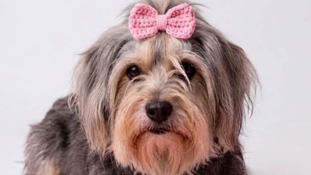 Adopción perrita Donatella CDMX