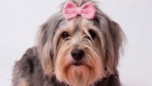 Adopción perrita Donatella CDMX