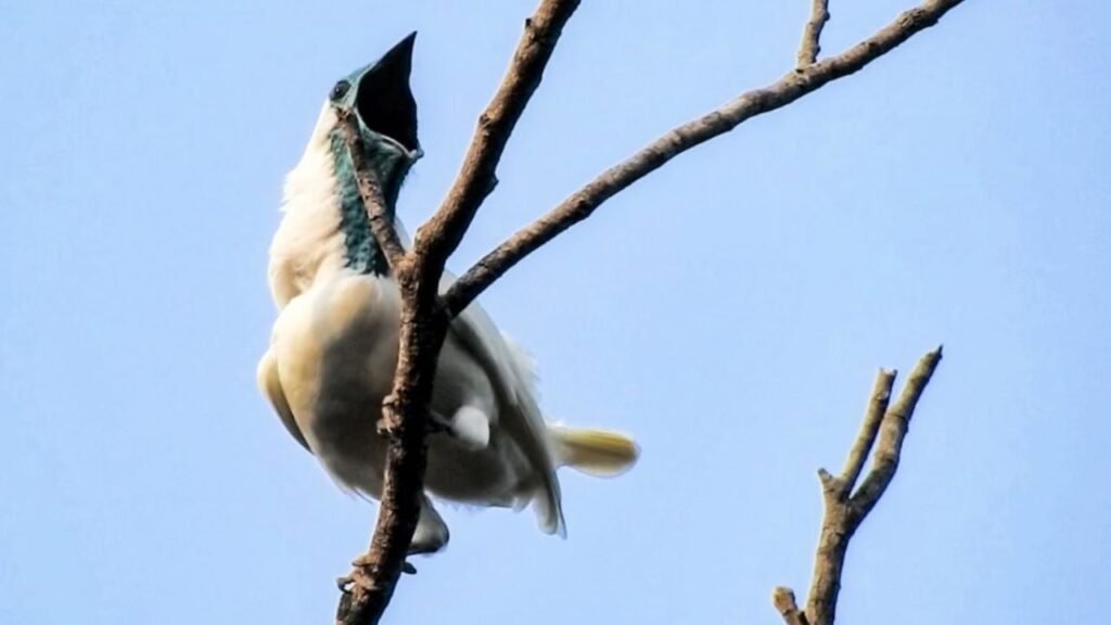 aves más ruidosas